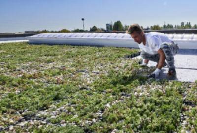 Verlegung: COMPLETA mit vorbepflanzten Pflanzschalen für Gründächer bringen wirtschaftliche und ökologische Vorteile für Gebäude