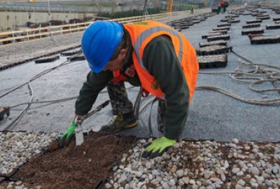 Installation: COMPLETA mit vorbepflanzten Pflanzschalen für Gründächer bringen wirtschaftliche und ökologische Vorteile für Gebäude