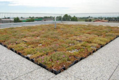 Dachbepflanzung mit Drainroof System mit extensiver Bepflanzung