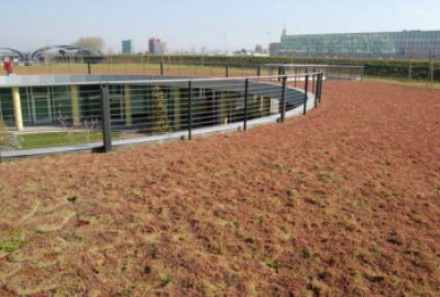 Bepflanztes Dach mit System DRAINROOF für gutes Regenwasser Management