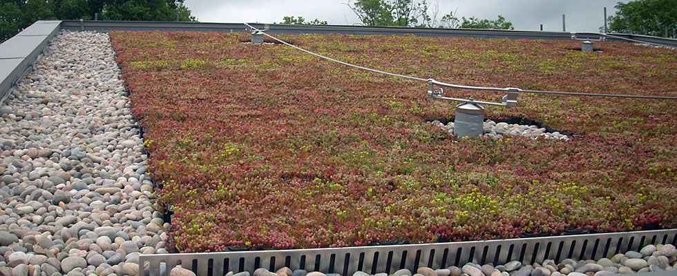 Vorbepflanzte Dach-Begrünung mit COMPLETA Pflanzschalen